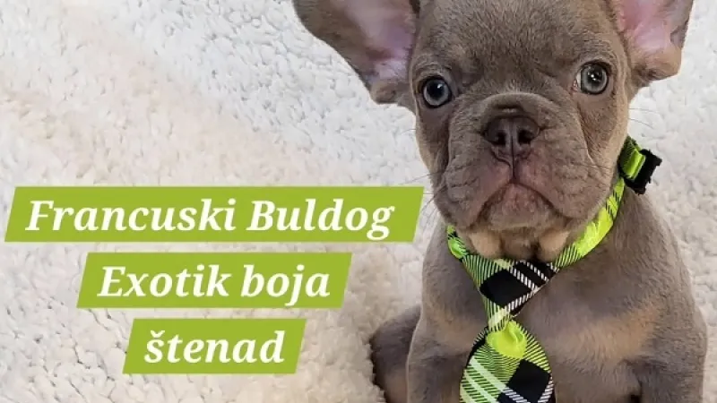 Pravilna ishrana štenaca — zdrav obrok