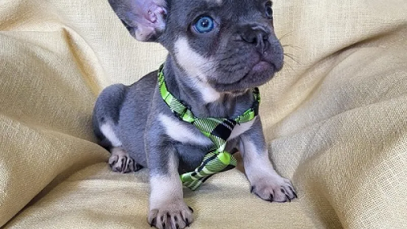 Dresura štenca od prvog dana — 5 osnovnih komandi koje svaki pas treba da zna