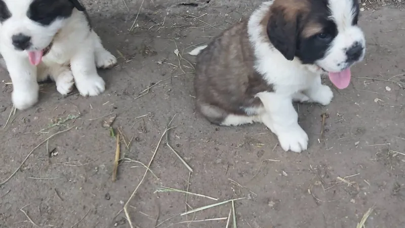 Vakcinacija pasa — štenac kod veterinara