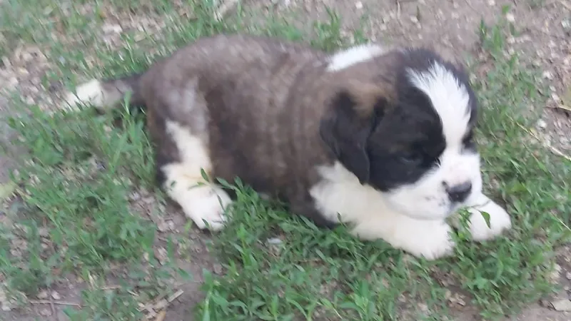 Najpopularnije rase pasa u Srbiji