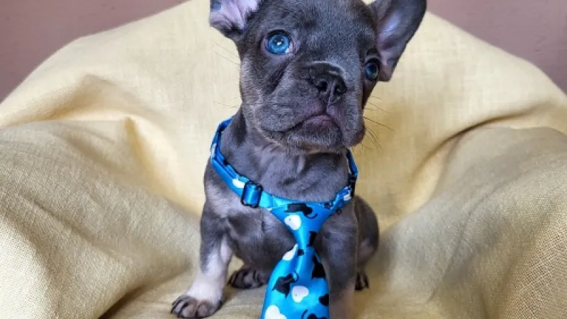 Najčešće bolesti kod mačaka — mačka na pregledu