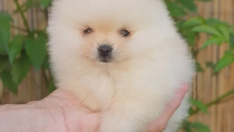 Kako odabrati pravog ljubimca — porodica bira štenca