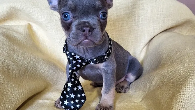 Usvajanje psa iz azila — sve što treba da znate pre nego što udomite