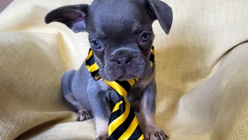 Najpopularnije rase mačaka u Srbiji — vodič za buduće vlasnike