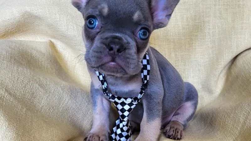 Priprema doma za novog štenca — kompletna lista potrebnih stvari