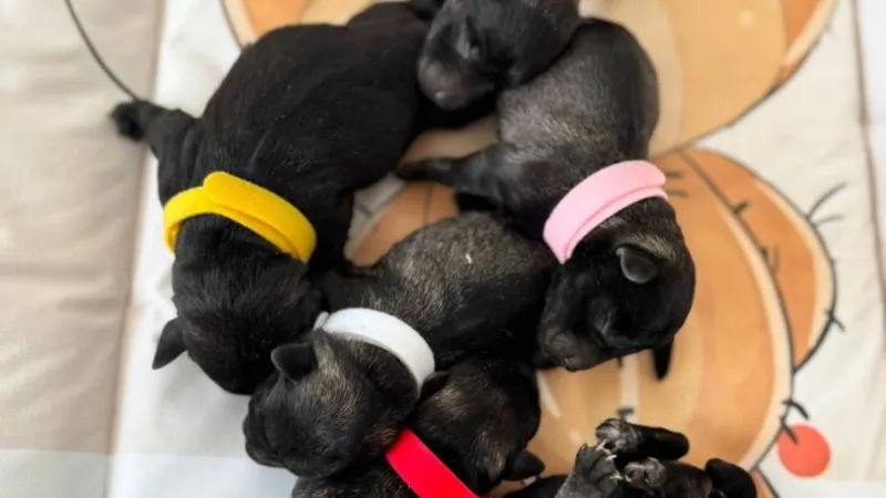 Socijalizacija štenca — pas na šetnji