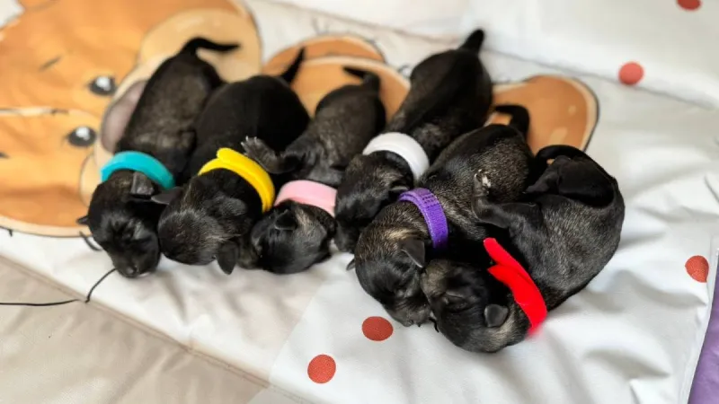 Zaštita od krpelja i buva — zdrav pas u prirodi