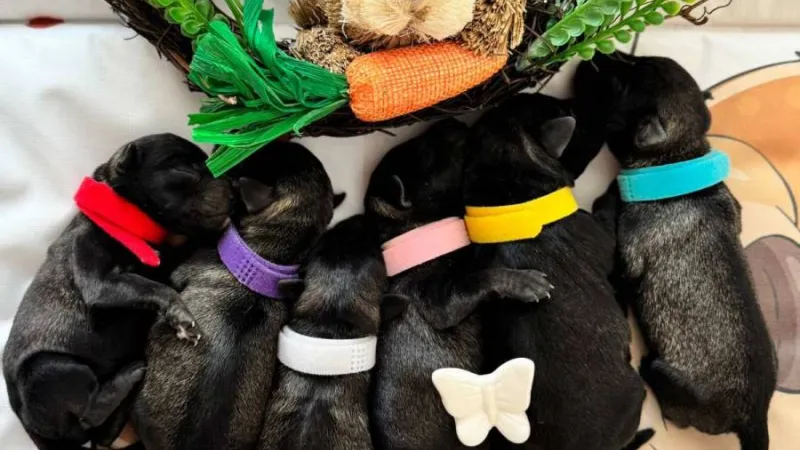 Putovanje sa psom — pasoš, pravila i saveti za bezbrižan put