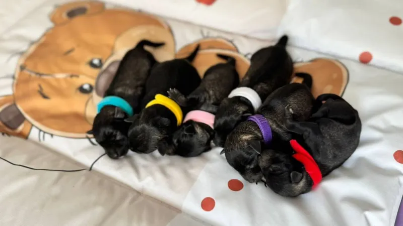 Najbolje rase pasa za stan — mali psi koji su savršeni za gradski život