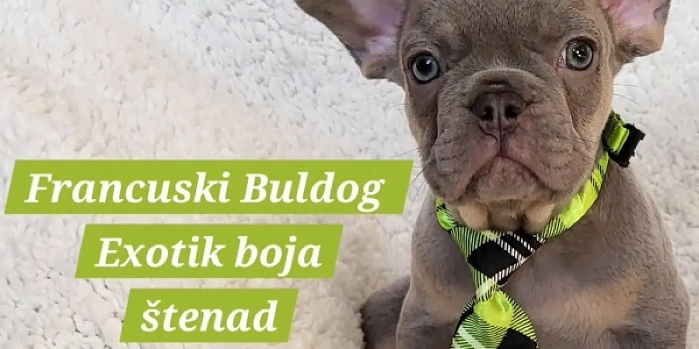 Pravilna ishrana štenaca — zdrav obrok