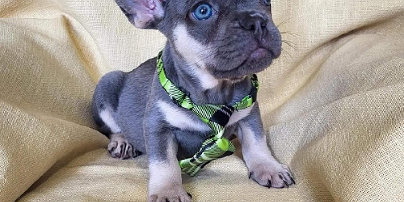 Dresura štenca — trening sa vlasnikom