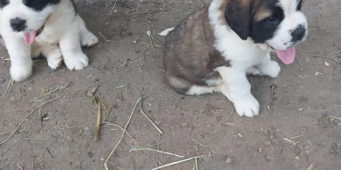 Vakcinacija pasa — štenac kod veterinara