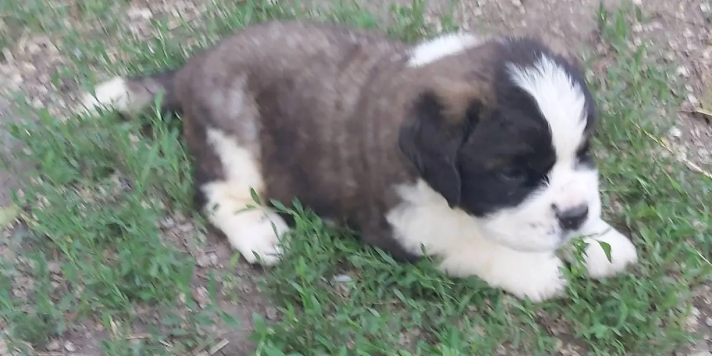 Najpopularnije rase pasa u Srbiji