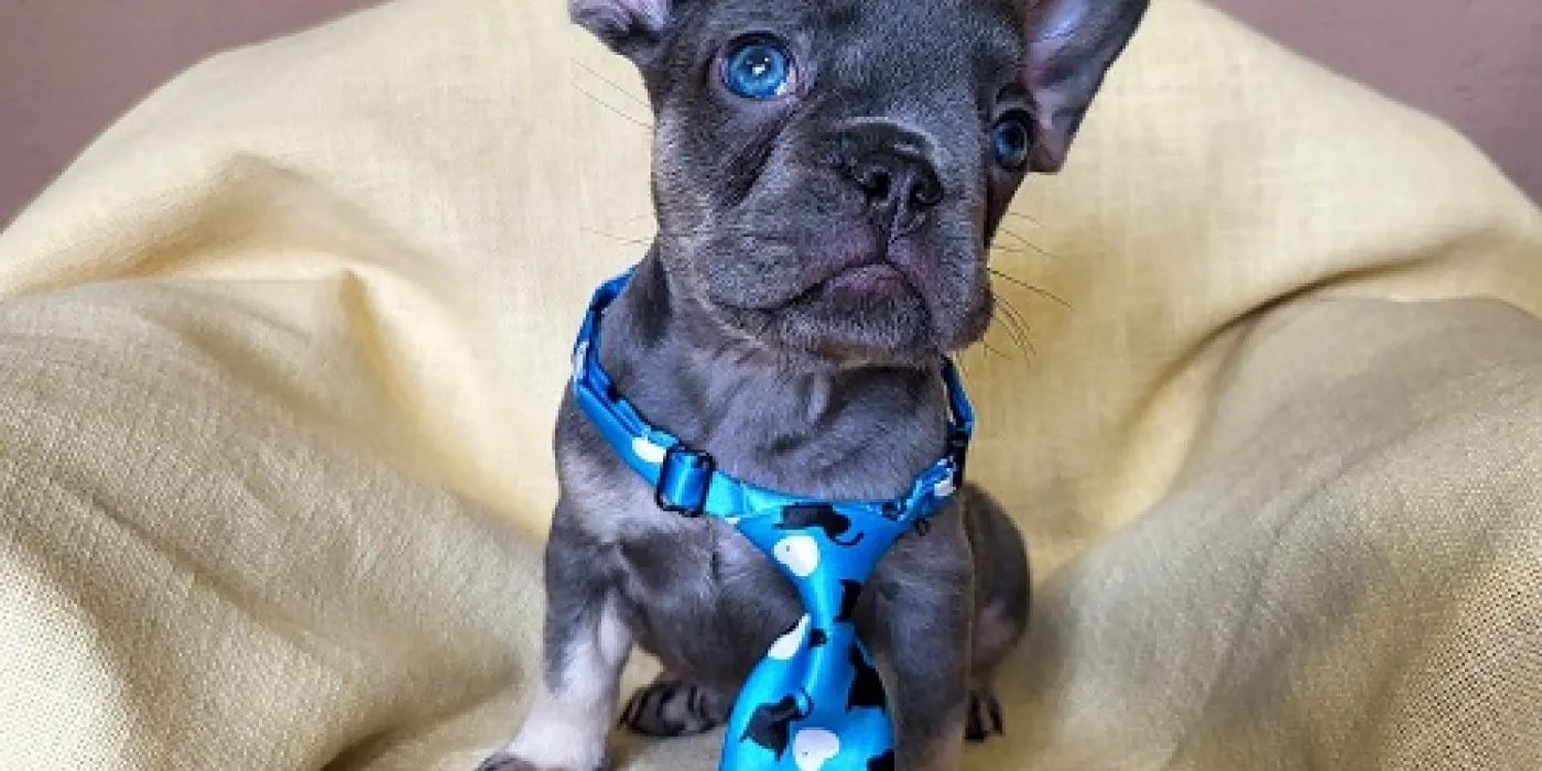 Najčešće bolesti kod mačaka — mačka na pregledu