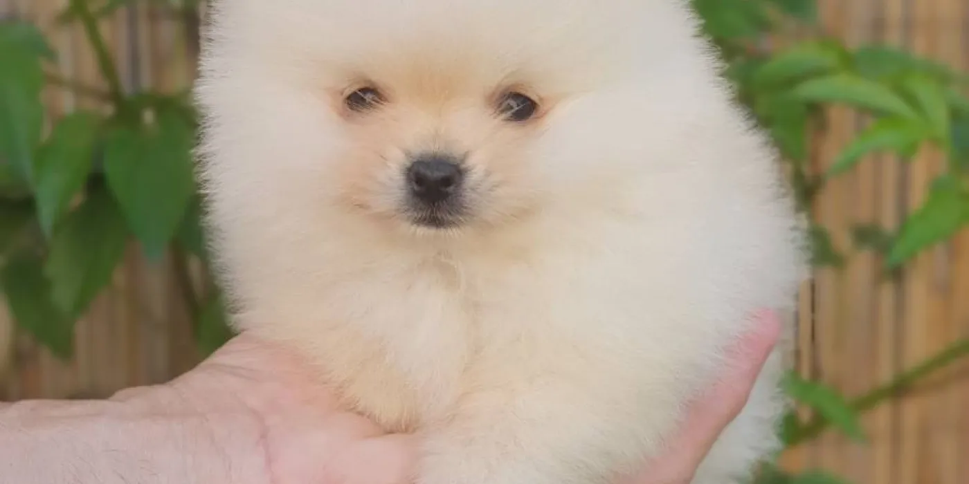 Kako odabrati pravog ljubimca — porodica bira štenca