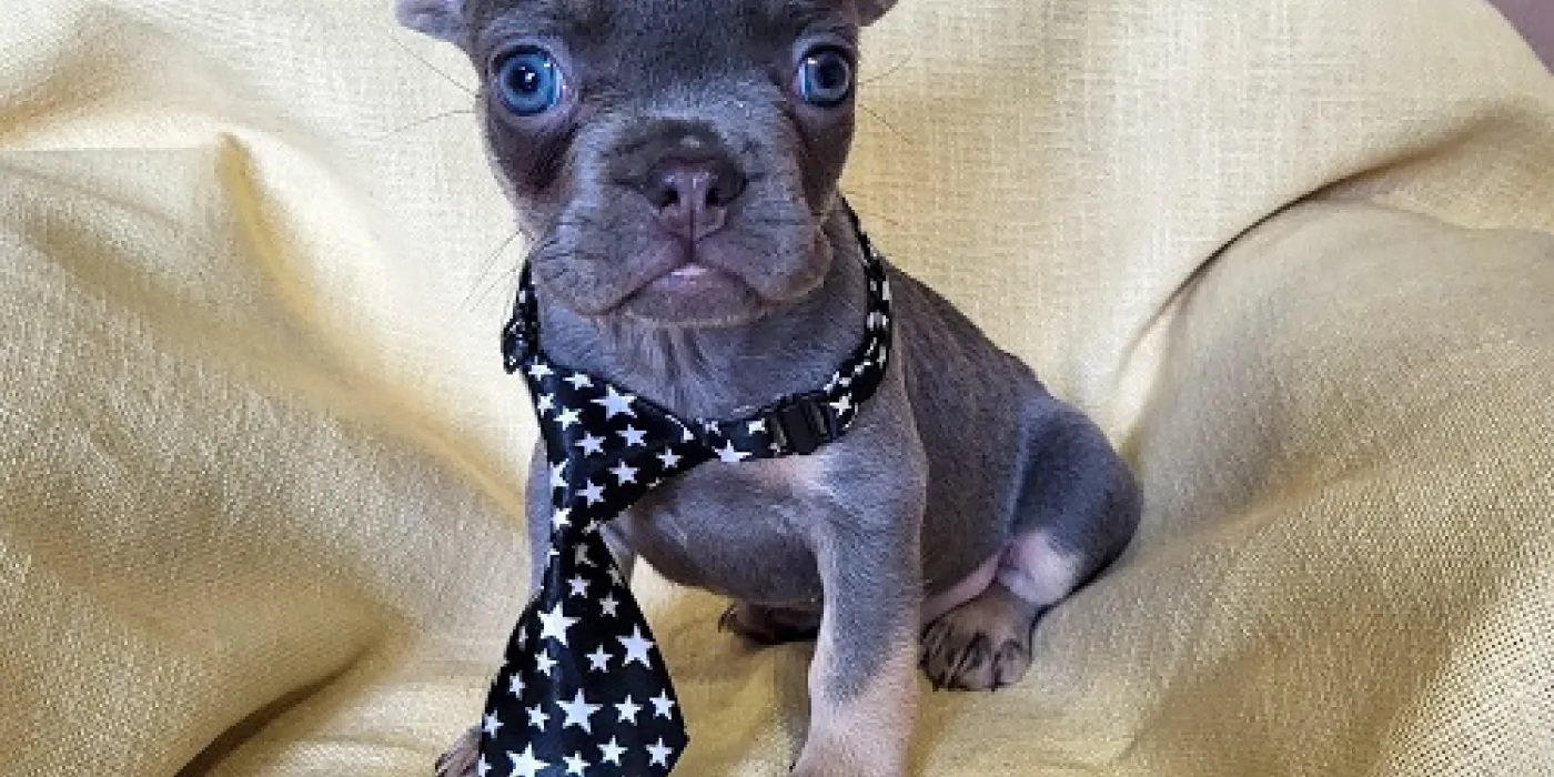 Usvajanje psa iz azila — pas čeka dom