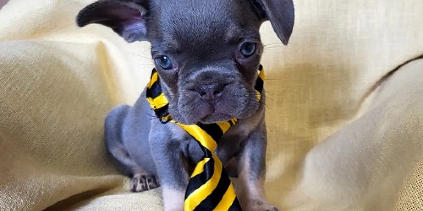 Najpopularnije rase mačaka u Srbiji