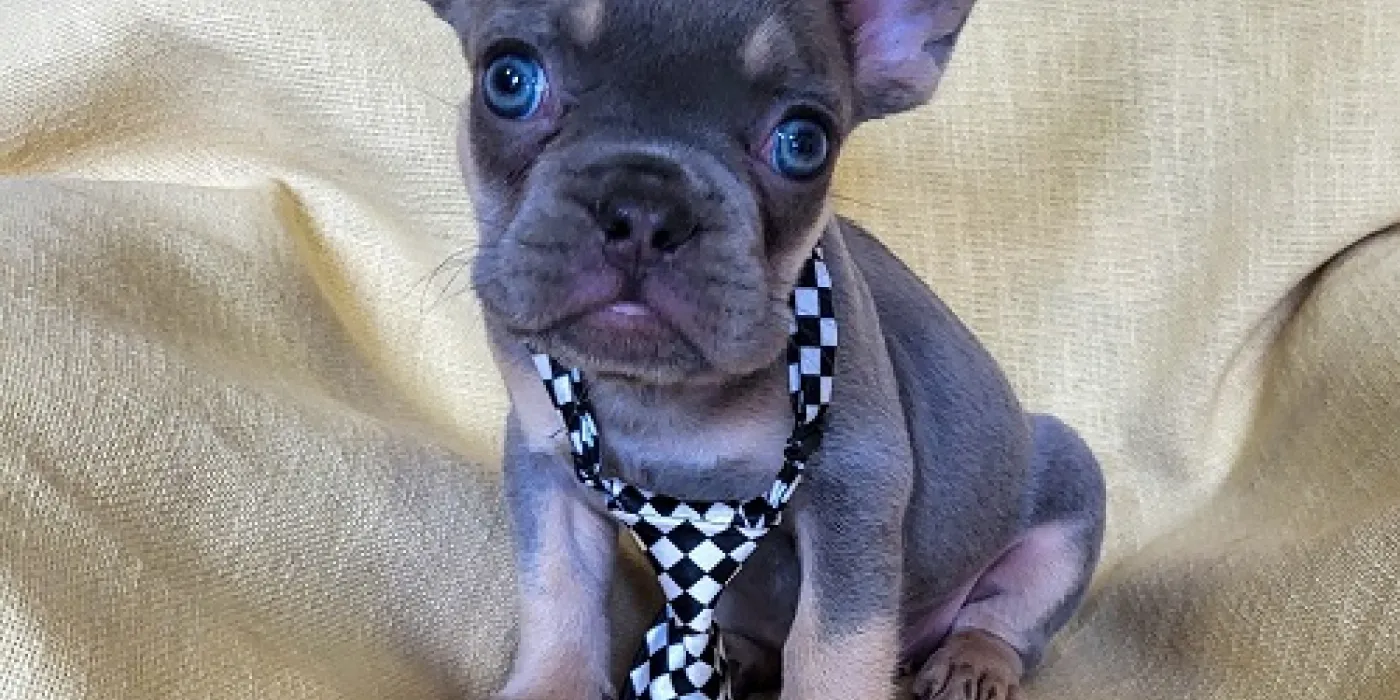 Priprema doma za novog štenca — štenac istražuje