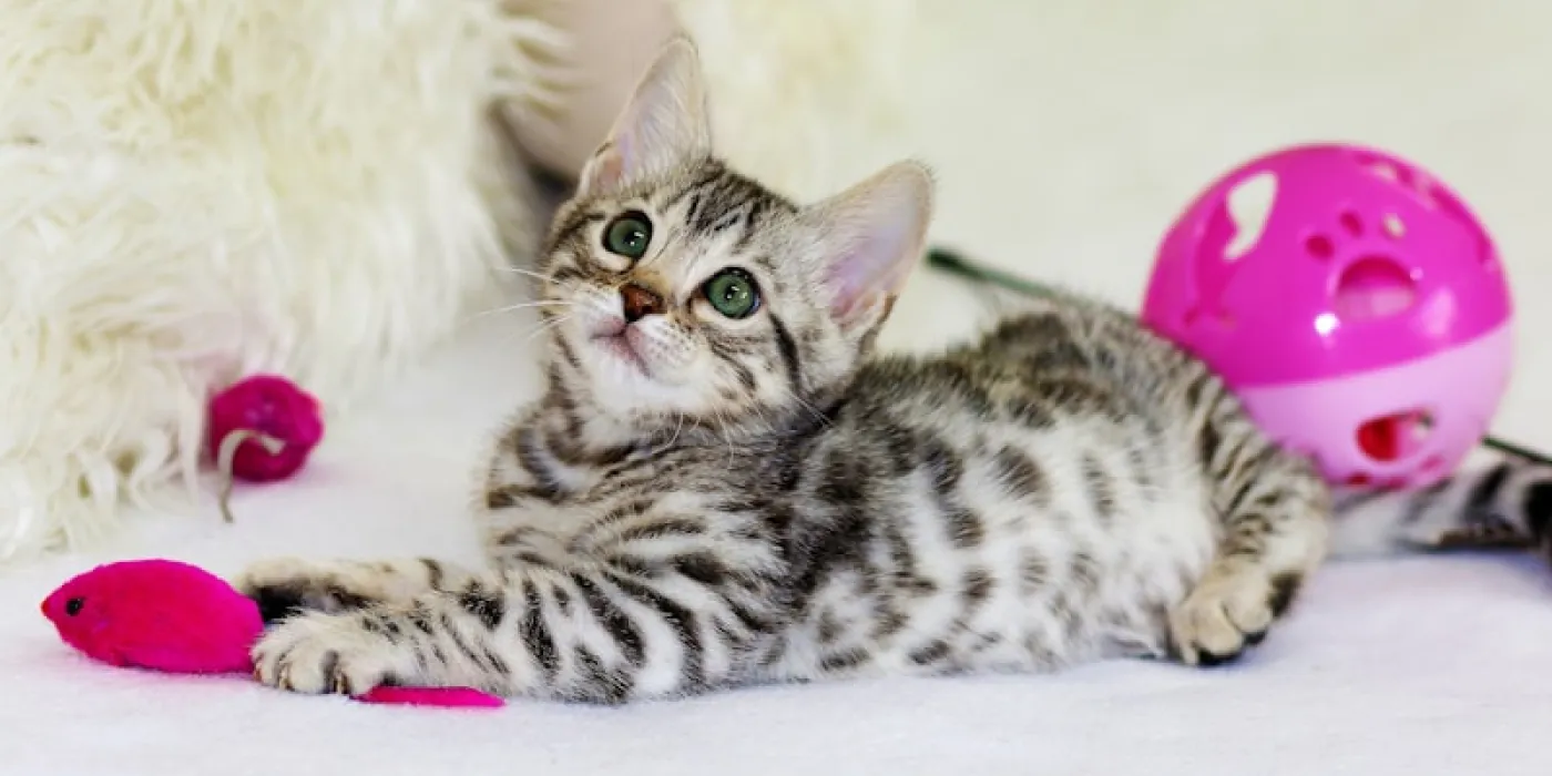 Pripreme za ljubimca