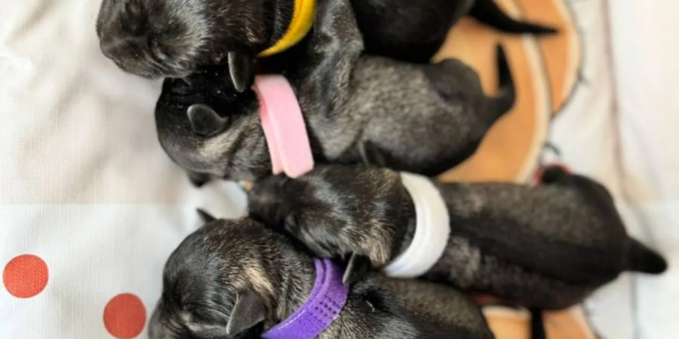 Ishrana mačaka — mačka pored posude sa hranom