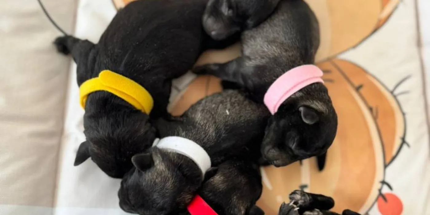 Socijalizacija štenca — pas na šetnji