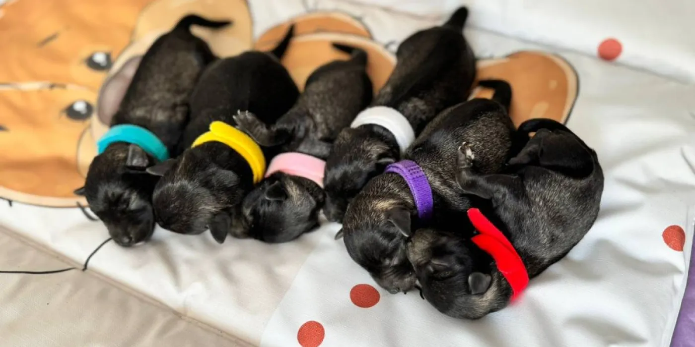 Zaštita od krpelja i buva — zdrav pas u prirodi