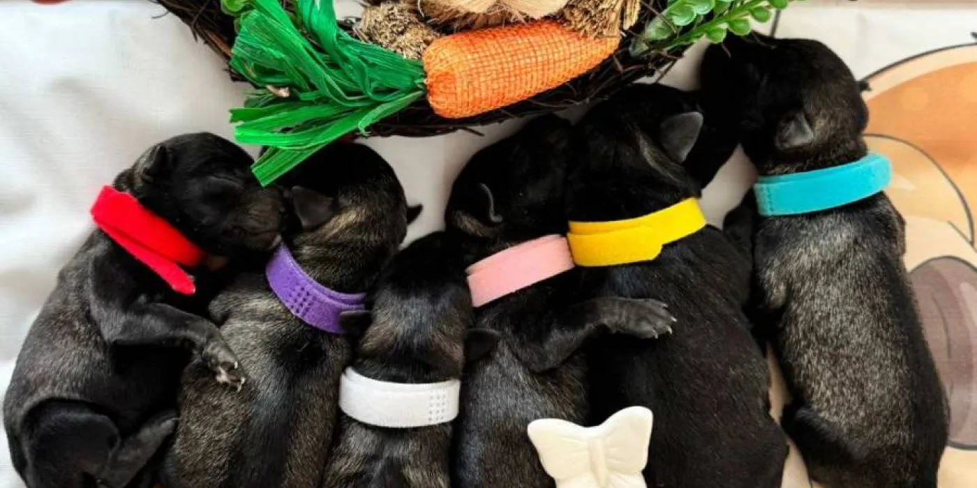 Putovanje sa psom — pas spreman za put