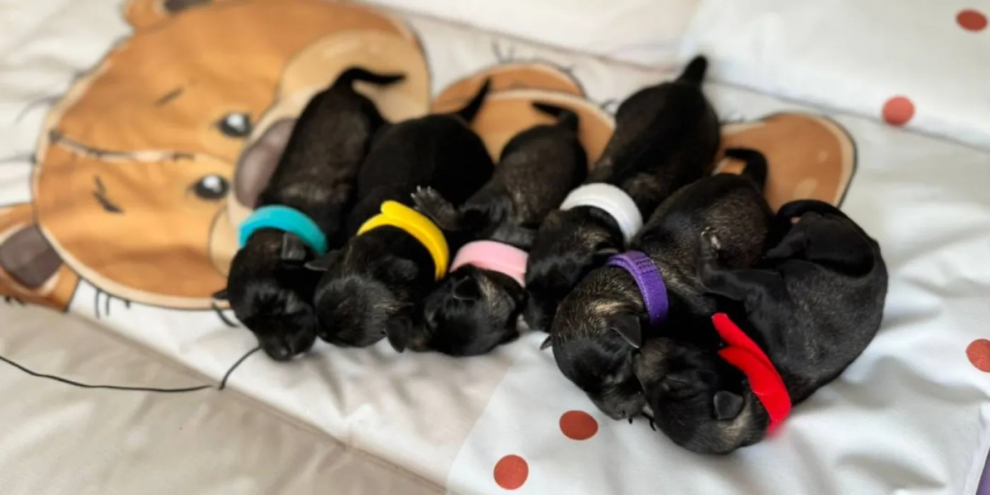 Najbolje rase pasa za stan — mali pas u stanu