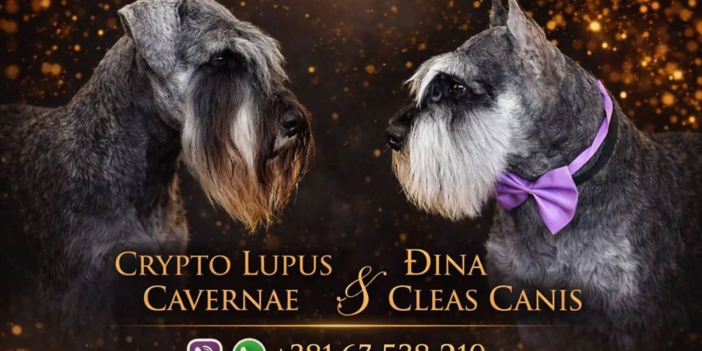 Kako prepoznati prevaranta — štenac na prodaju