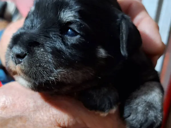 Patuljasti šnaucer na prodaju, Bečej