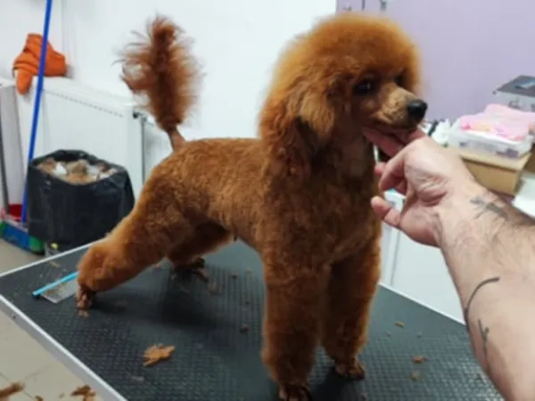 Mops (pug) na prodaju, Novi Sad