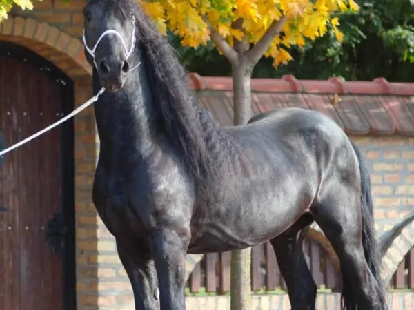 Ostalo na prodaju, Stara Pazova