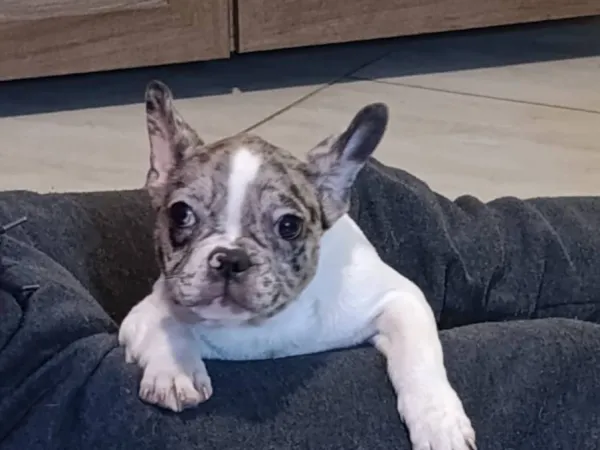 Francuski buldog na prodaju, Obrenovac