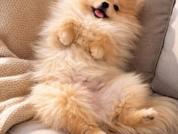 Ostalo na prodaju, Beograd