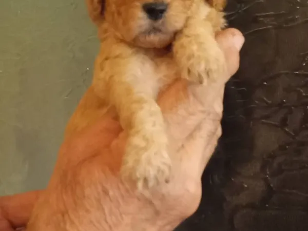 Pudla (patuljasta) na prodaju, Novi Sad