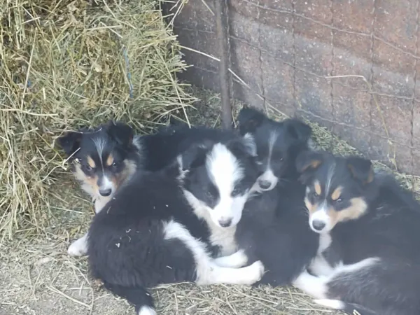 Border koli na prodaju, Ada