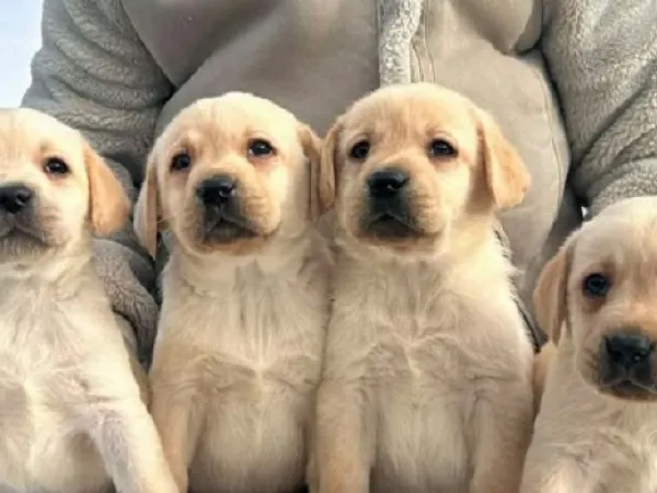 Labrador retriver na prodaju, Obrenovac