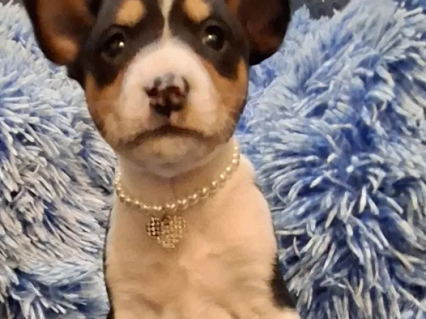 Basenji na prodaju, Ruma