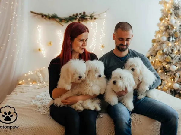 Tulearski pas na prodaju, Jagodina