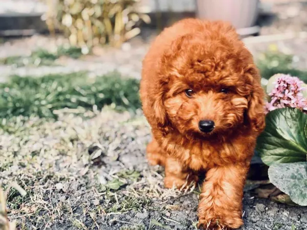 Pudla (patuljasta) na prodaju, Beograd