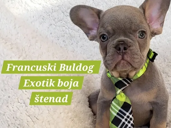 Francuski buldog na prodaju, Trstenik