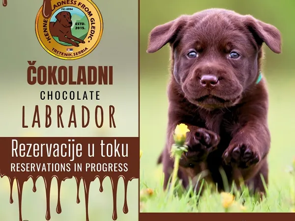 Labrador retriver na prodaju, Trstenik
