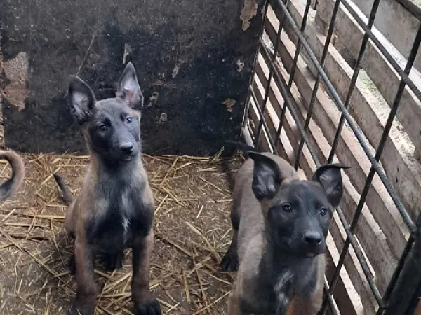 Belgijski ovčar na prodaju, Vrbas