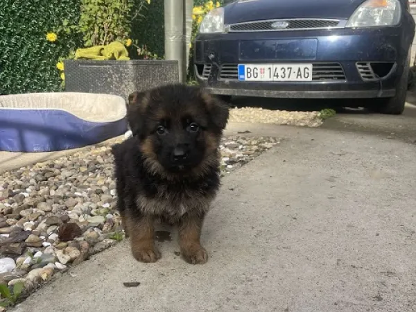 Nemački ovčar na prodaju, Smederevo