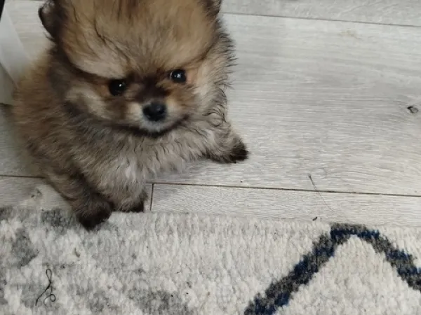 Ostalo na prodaju, Beograd