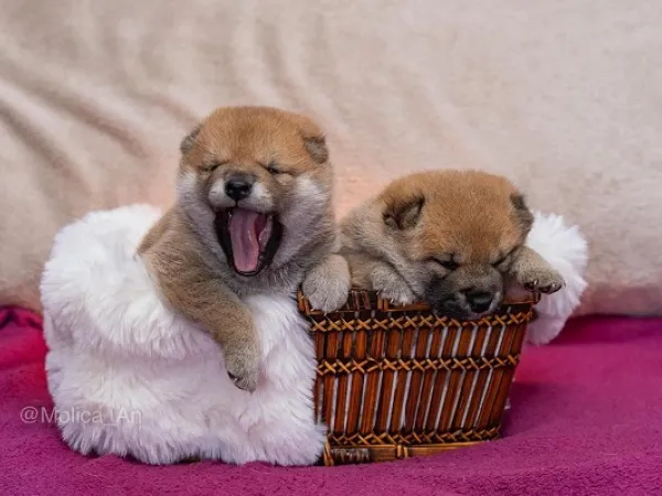 Šiba inu na prodaju, Beograd