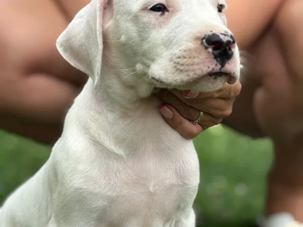 Argentinski pas na prodaju, Inđija