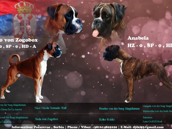 Nemački bokser na prodaju, Požarevac