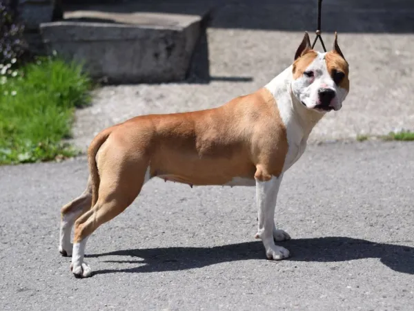 Američki stafordski terijer na prodaju, Loznica