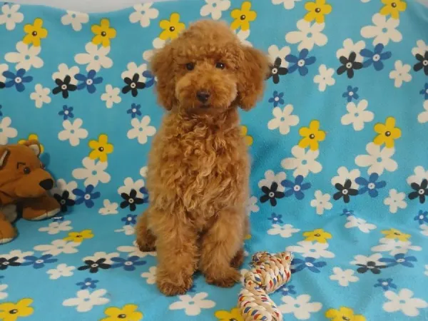 Pudla (patuljasta) na prodaju, Žabalj